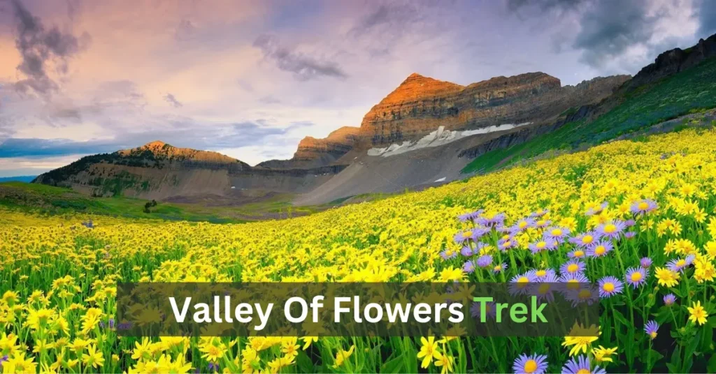 Valley of flowers
