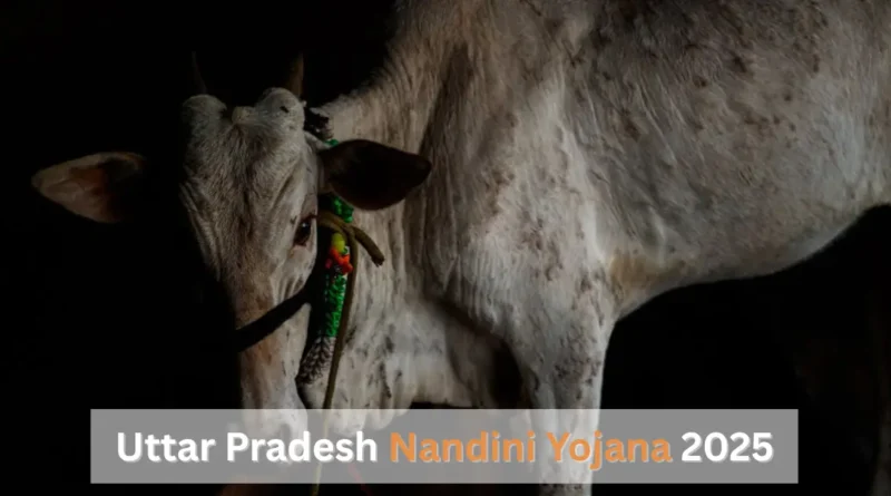 nandini yojana